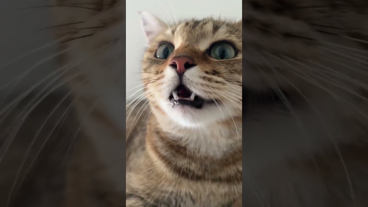 Kitten Meowing To Attract Cats