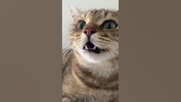Thumbnail of Kitten meowing to attract cats