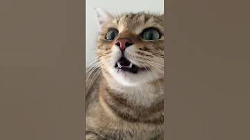 Kitten Meowing To Attract Cats 