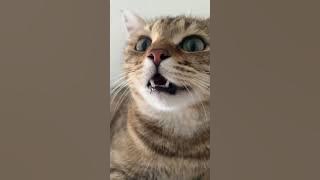 Kitten meowing to attract cats
