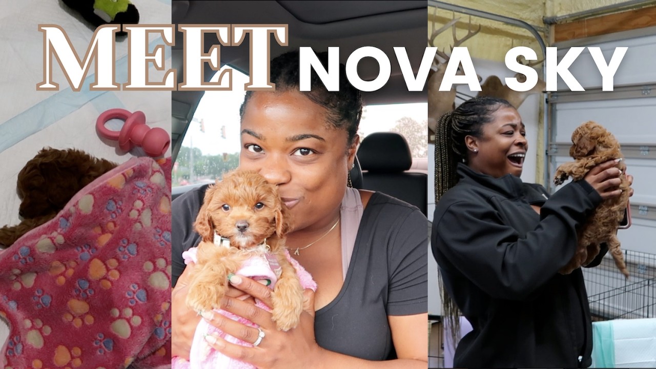 Picking Up Our 7 Week Old Cavapoo + Puppy Essentials Amazon Haul