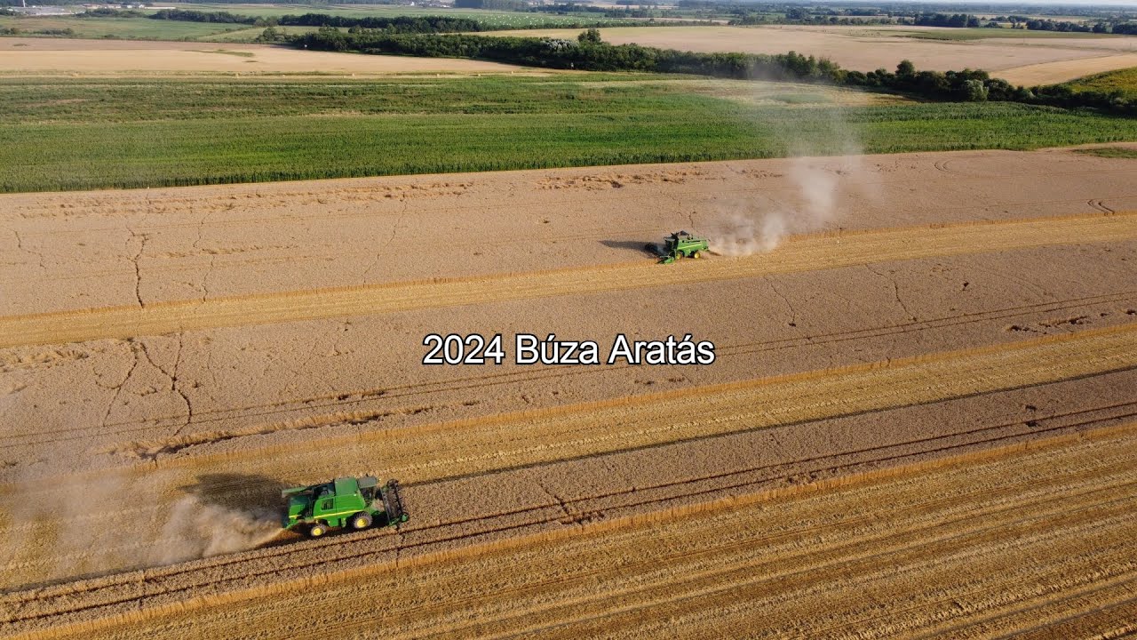 2024 Búza aratás