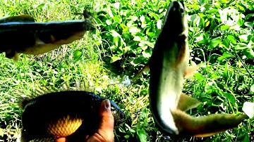 Câu cá con kênh thiên nhiên lục bình đầy cỏ @chuachactv