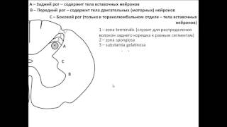 Спинной мозг Спинной мозг