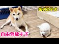 【柴犬 子犬】脱走をマスターして自由気ままにくつろぐ子犬