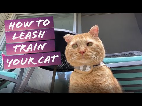 How to Leash Train Your Cat