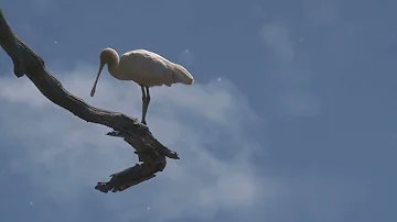 Unveiling the secrets of the Roseate Spoonbill