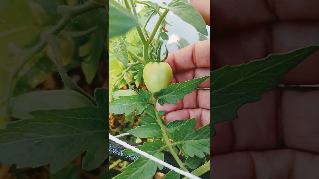 томатный соус "Санрайз" 