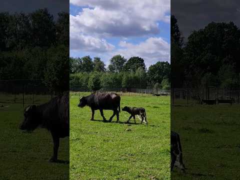 У буйвола Зиты родился малыш #забавныеживотные #сафарипарк #буйвол #shorts #buffalo #funnyanimals