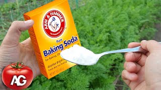 BAKING SODA WILL SAVE THE GARDEN FROM PESTS AND DISEASES! METHOD OF APPLICATION AND DOSES