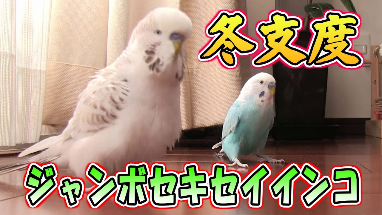 【ジャンボセキセイインコ】【セキセイインコ】2025年版、リニューアル冬支度！　＃ジャンボセキセイインコ　＃セキセイインコ　 ＃budgie　＃English　budgie