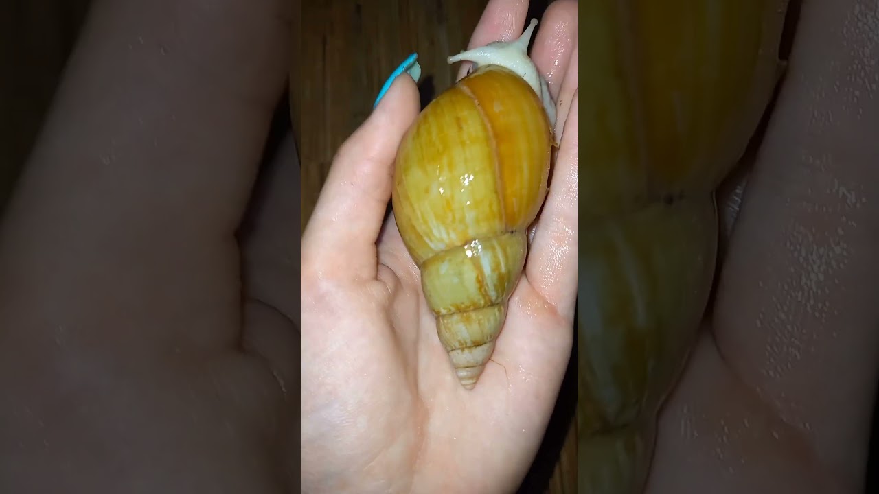 Желток очень сильно вырос😱🥳🐌(для 1,5 лет это-достижение) 