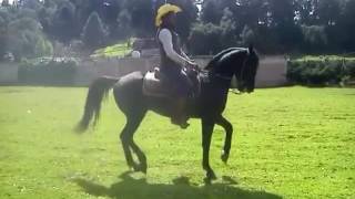 Caballo Azteca A La Alta Escuela Rancho El Lider