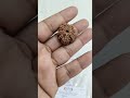 10 MUKHIRUDRAKSHA-KG-615152-9000-4.70 GM