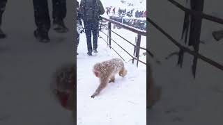 Going to watch monkey bathing in onsen water (Jigokudani Monkey Park, Nagano)