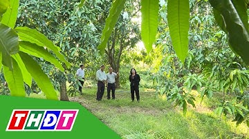 Xã An Hữu: Diện tích xoài cát hòa lộc đang giảm dần | THDT