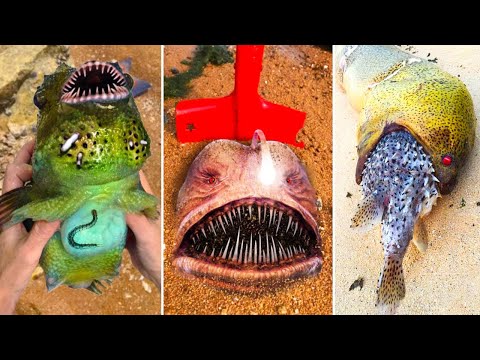 Deep Sea Monster Fishing: Catching Seafood, Shark, and Fish | ASMR Relaxing
