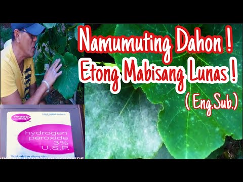 Video: Paggamot sa Powdery Mildew sa Mga Puno: Ano ang Gagawin Para sa Mga Puno na May Powdery Mildew