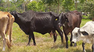 ¿Puede una vaca parir dos veces en un año?