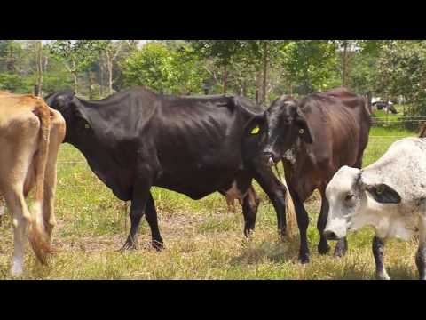 Vídeo: Com Funciona Una Vaca Veterinari Diari