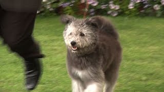 At first sight  Hungarian Pumi