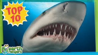 Top 10 Scariest Animal Teeth Earth Rangers