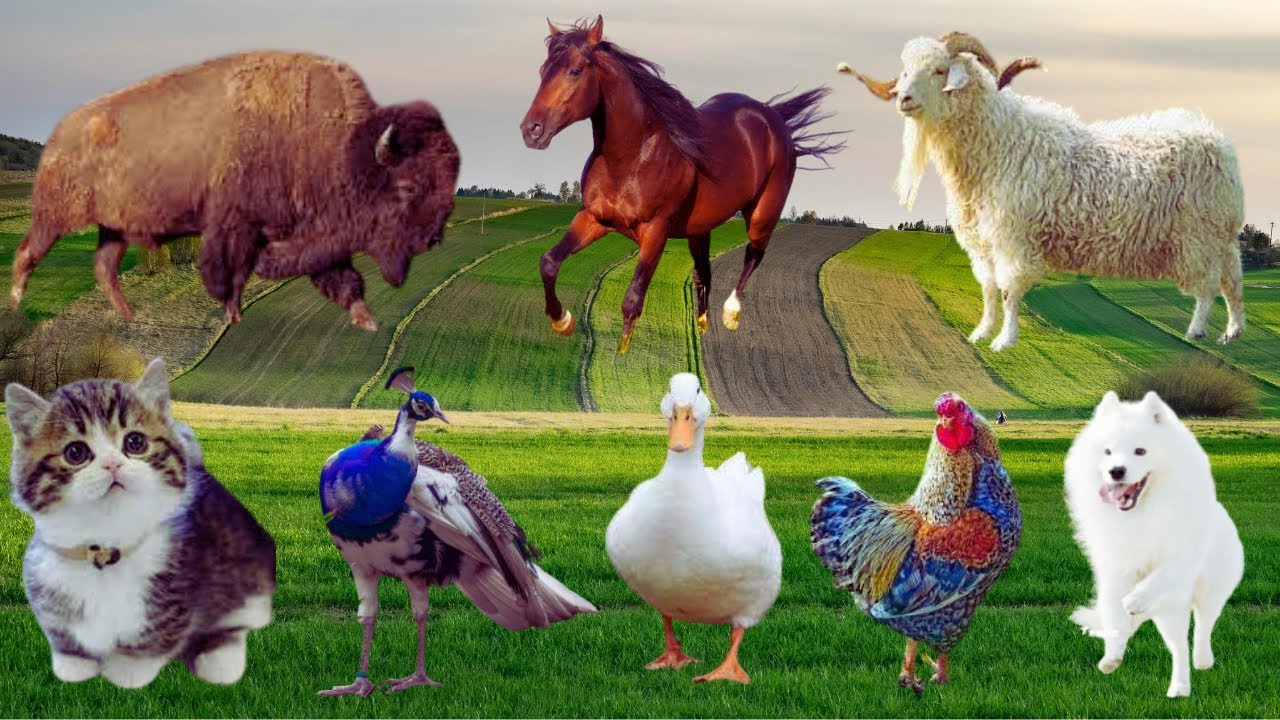 Beautiful animal sounds - Cow, Dog, Horse, Deer, Elephant, Cat, Rabbit, Sheep - Shy Animal Moments