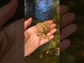 Beauty in the river...#mudlarking #riverfinds #treasure