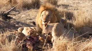 Lion Pride on a Kill with Cubs