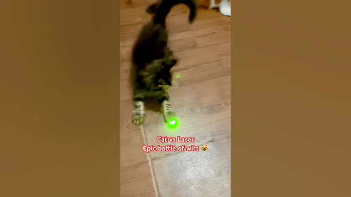 Video 9030331: mainecoon cat kitten, mainecoon catplaying, kitten hunting, kitty