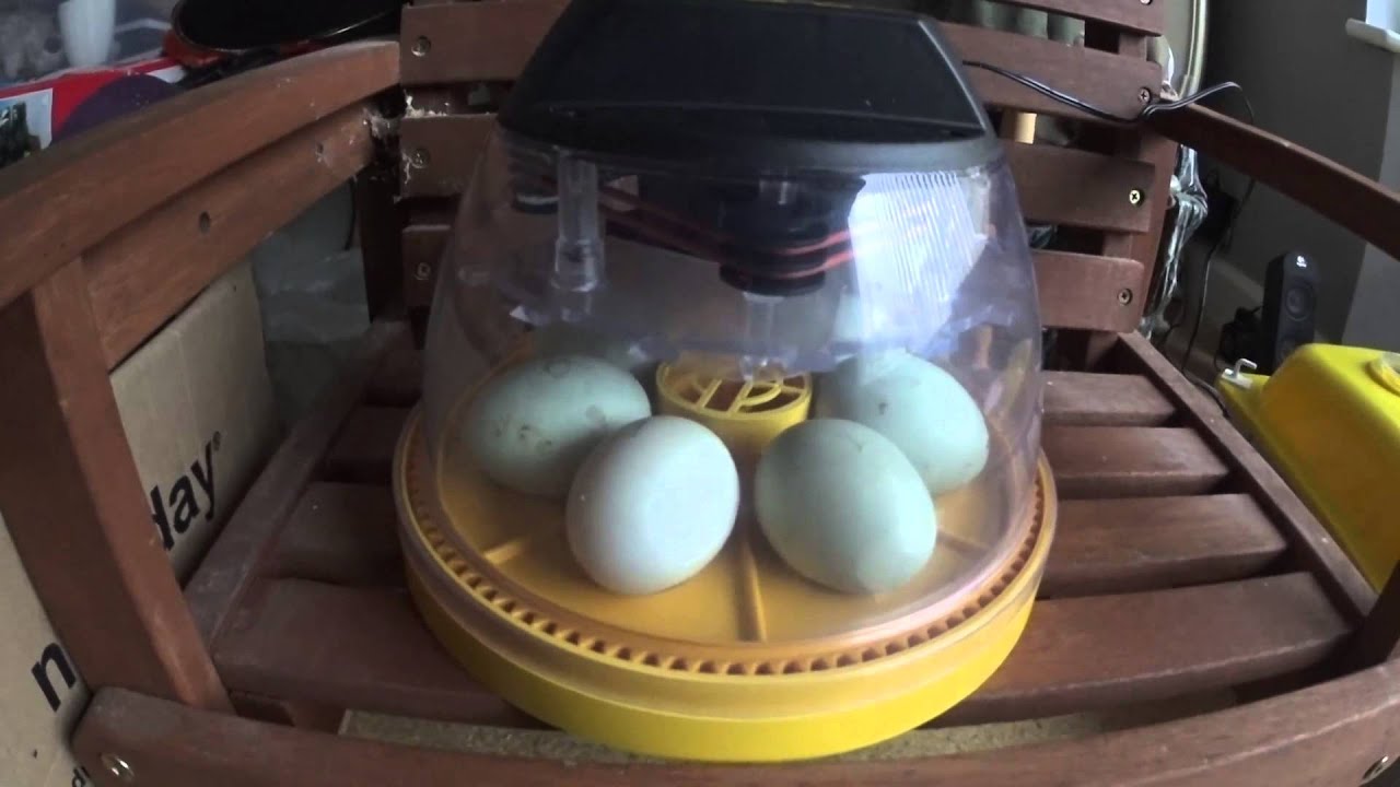brinsea mini advance day1 indian runner duck eggs turning,says for hens,pheasant,quail,ducks,parrot