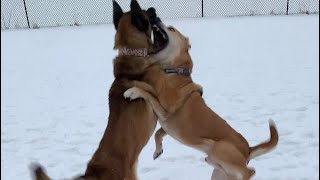 Pit Bull Mix Goes After Belgian Malinois