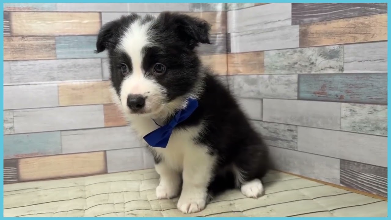 746769 ボーダーコリー - YouTube