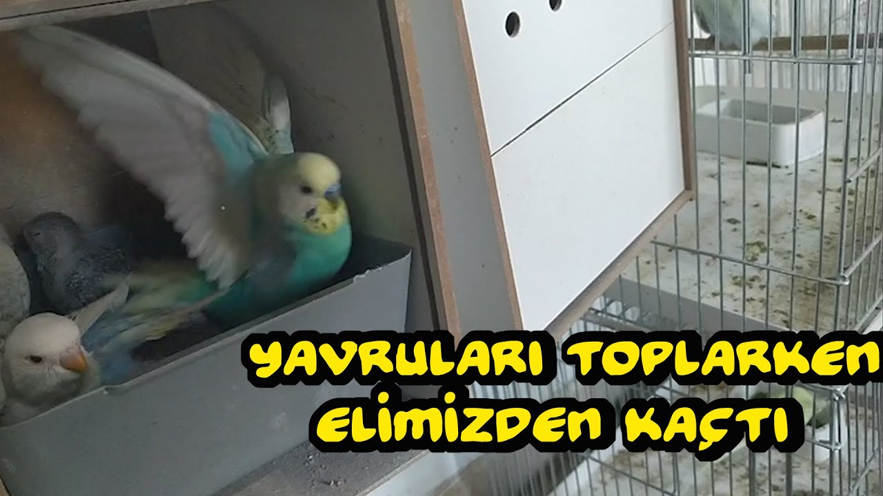 Yuvalıklardan Yavru Topluyoruz - 4 l VLog