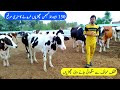 100th imported first timers pregnant heifers  for sale  qadir sons dairy farm