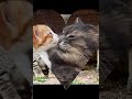 Funny Cats Video 2023 Funny Cats Video 2023