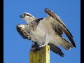 Ospreys in Falconry: Book Review