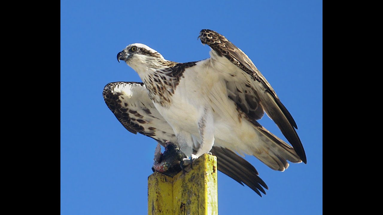 Ospreys in Falconry Book Review YouTube