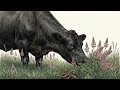 Cheyenne High Plains Forage Improvement Interseeding Shoshone