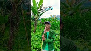 Download Lagu Setelah hujan pasti ada pelangi #lipsync #feedshorts #cakjelly MP3