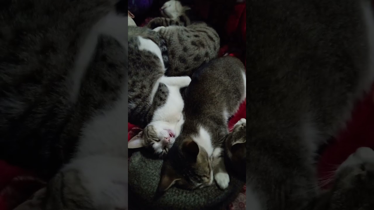 why your cats sleep on top everything 😴🤘