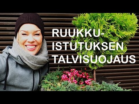 Video: Huonekasvien talvehtiminen – tutustu Dieffenbachian talvihoitoon