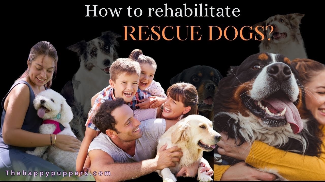 Revolutionary Ways to Rehabilitate Rescue Dogs! Rescue dog care ...