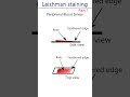 Leishman Stain Procedure Part 1 Animation 
