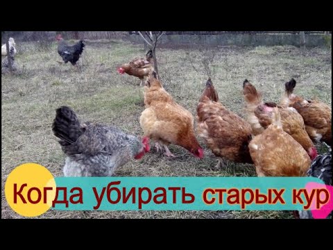 🐔🥚СТАРЫЕ КУРЫ НЕСУШКИ КОГДА УБИРАТЬ. ГОДОВАЛЫЕ КУРЫ С ПТИЦЕФАБРИКИ, стоит ли. ОТВЕЧАЮ НА ВОПРОСЫ