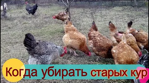 🐔🥚СТАРЫЕ КУРЫ НЕСУШКИ КОГДА УБИРАТЬ. ГОДОВАЛЫЕ КУРЫ С ПТИЦЕФАБРИКИ, стоит ли. ОТВЕЧАЮ НА ВОПРОСЫ