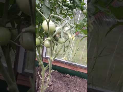 Богата хата F 1