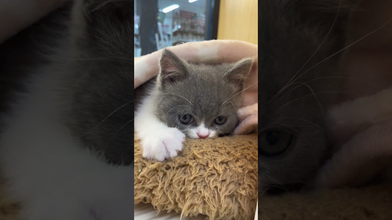 ブリティッシュショートヘア | ペットショップ マルワン 小さめ子犬