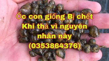 Ốc nhồi giống bị chết   Khi thả   (0353864376) cách sử lý   Chước  khi thả giống    Tại quảng ninh