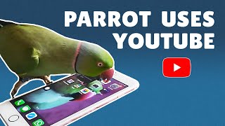 Smart Parrot Turns On YouTube COMPILATION! Luna The Talking Indian Ring-neck screenshot 4